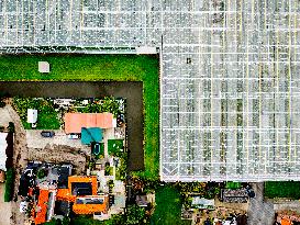 Greenhouse Farming - Netherlands