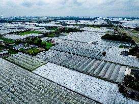 Greenhouse Farming - Netherlands