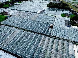 Greenhouse Farming - Netherlands