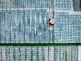 Greenhouse Farming - Netherlands