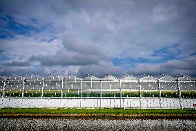 Greenhouse Farming - Netherlands