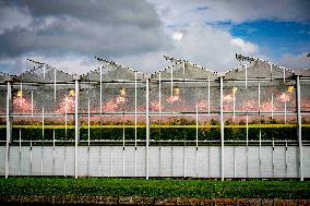 Greenhouse Farming - Netherlands