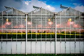 Greenhouse Farming - Netherlands