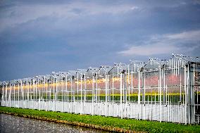 Greenhouse Farming - Netherlands