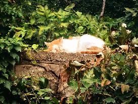 Stray Cat at The Summer Palace in Beijing