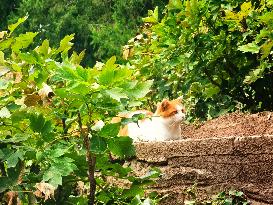 Stray Cat at The Summer Palace in Beijing