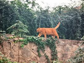 Stray Cat at The Summer Palace in Beijing