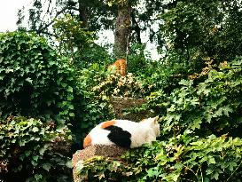 Stray Cat at The Summer Palace in Beijing