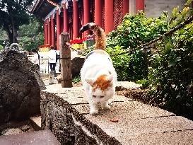 Stray Cat at The Summer Palace in Beijing