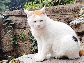 Stray Cat at The Summer Palace in Beijing