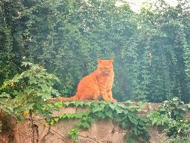 Stray Cat at The Summer Palace in Beijing