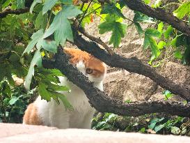 Stray Cat at The Summer Palace in Beijing