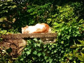 Stray Cat at The Summer Palace in Beijing