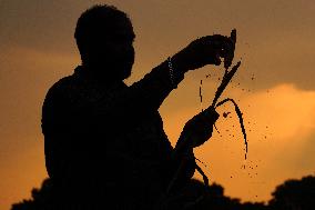 Harvest A Crop Of Finger Millet - India