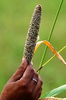 Harvest A Crop Of Finger Millet - India