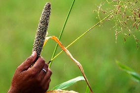 Harvest A Crop Of Finger Millet - India