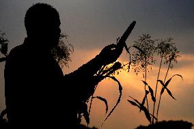 Harvest A Crop Of Finger Millet - India