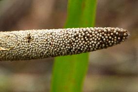 Harvest A Crop Of Finger Millet - India