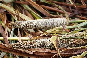 Harvest A Crop Of Finger Millet - India