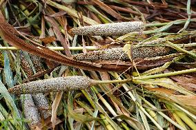 Harvest A Crop Of Finger Millet - India