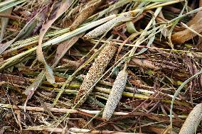 Harvest A Crop Of Finger Millet - India