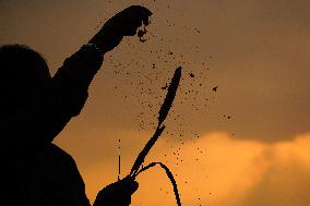 Harvest A Crop Of Finger Millet - India