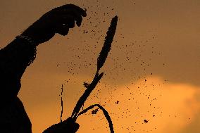 Harvest A Crop Of Finger Millet - India