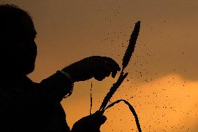 Harvest A Crop Of Finger Millet - India