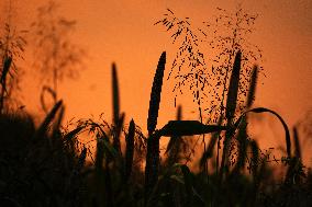 Harvest A Crop Of Finger Millet - India