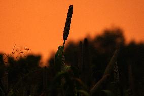 Harvest A Crop Of Finger Millet - India