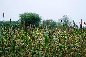 Harvest A Crop Of Finger Millet - India