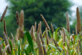 Harvest A Crop Of Finger Millet - India