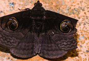 Spirama Helicina Moth  - Animal India