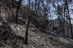 Forest Fire In Quito