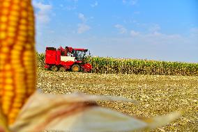 Corn Harvest in Zaozhuang