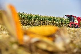 Corn Harvest in Zaozhuang