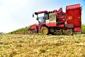 Corn Harvest in Zaozhuang