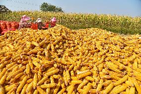 Corn Harvest in Zaozhuang