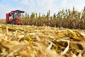 Corn Harvest in Zaozhuang