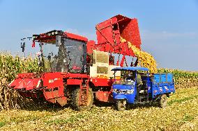 Corn Harvest in Zaozhuang