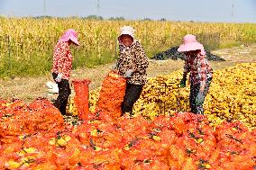 Corn Harvest in Zaozhuang