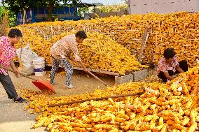 Corn Harvest in Zaozhuang