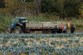 Migrant Farm Workers Harvest Broccoli At A Farm