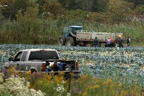 Migrant Farm Workers Harvest Broccoli At A Farm