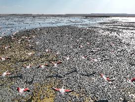 Lake Kulu Drying - Turkey