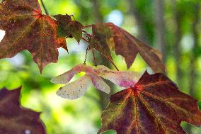 Colours of the fall