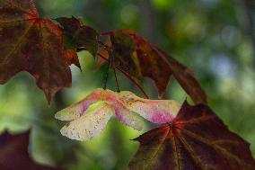 Colours of the fall