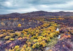 Erguna Wetland Scenery in Hulunbuir