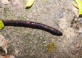 Lumbricina - Earthworm