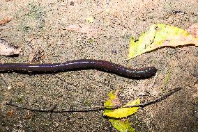 Lumbricina - Earthworm